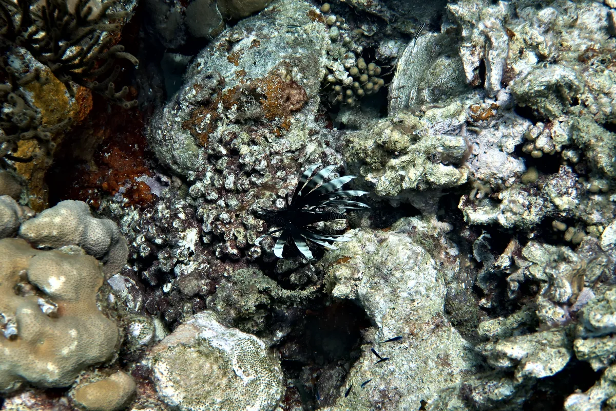 Red Lionfish