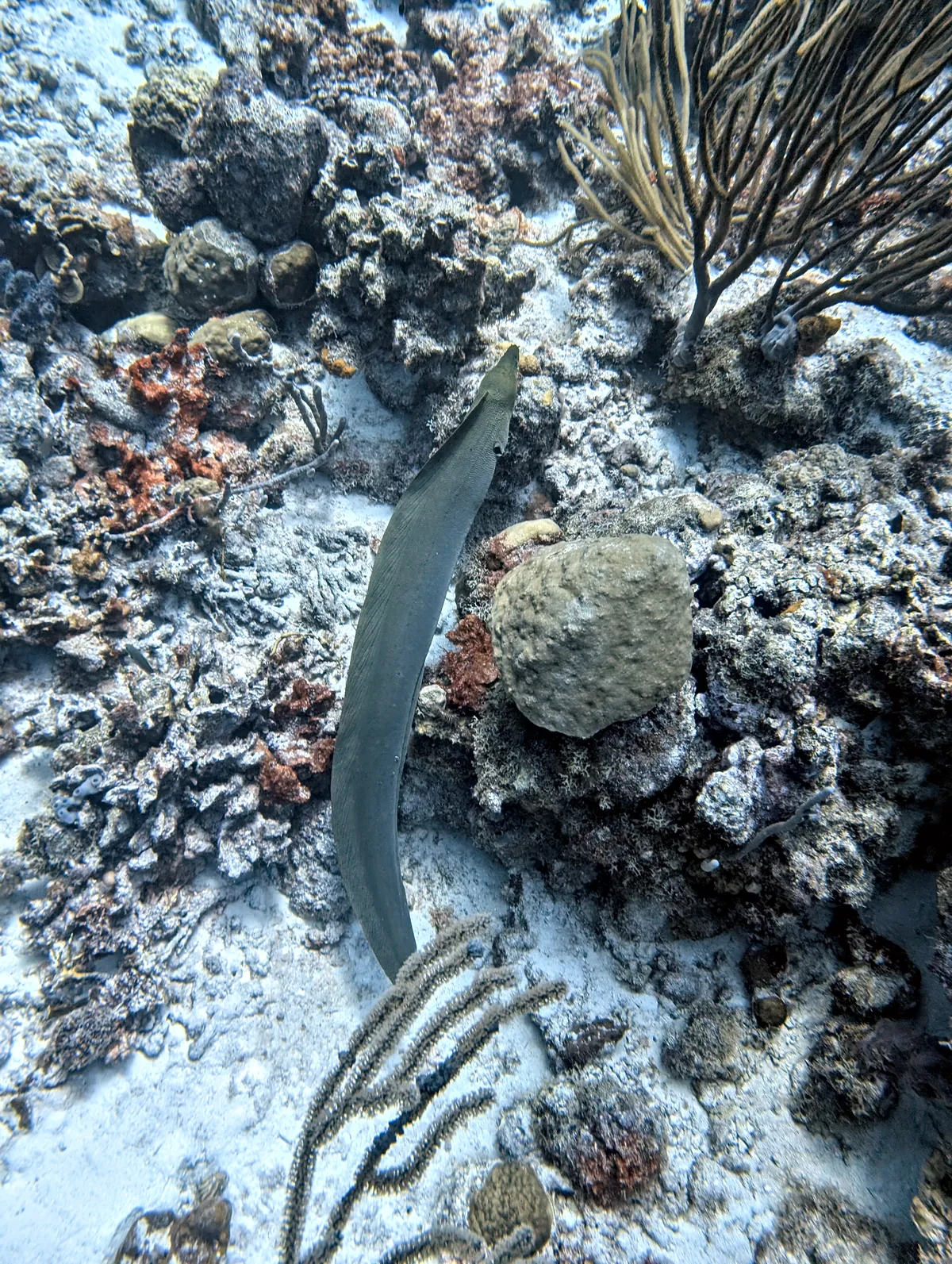 Green Moray