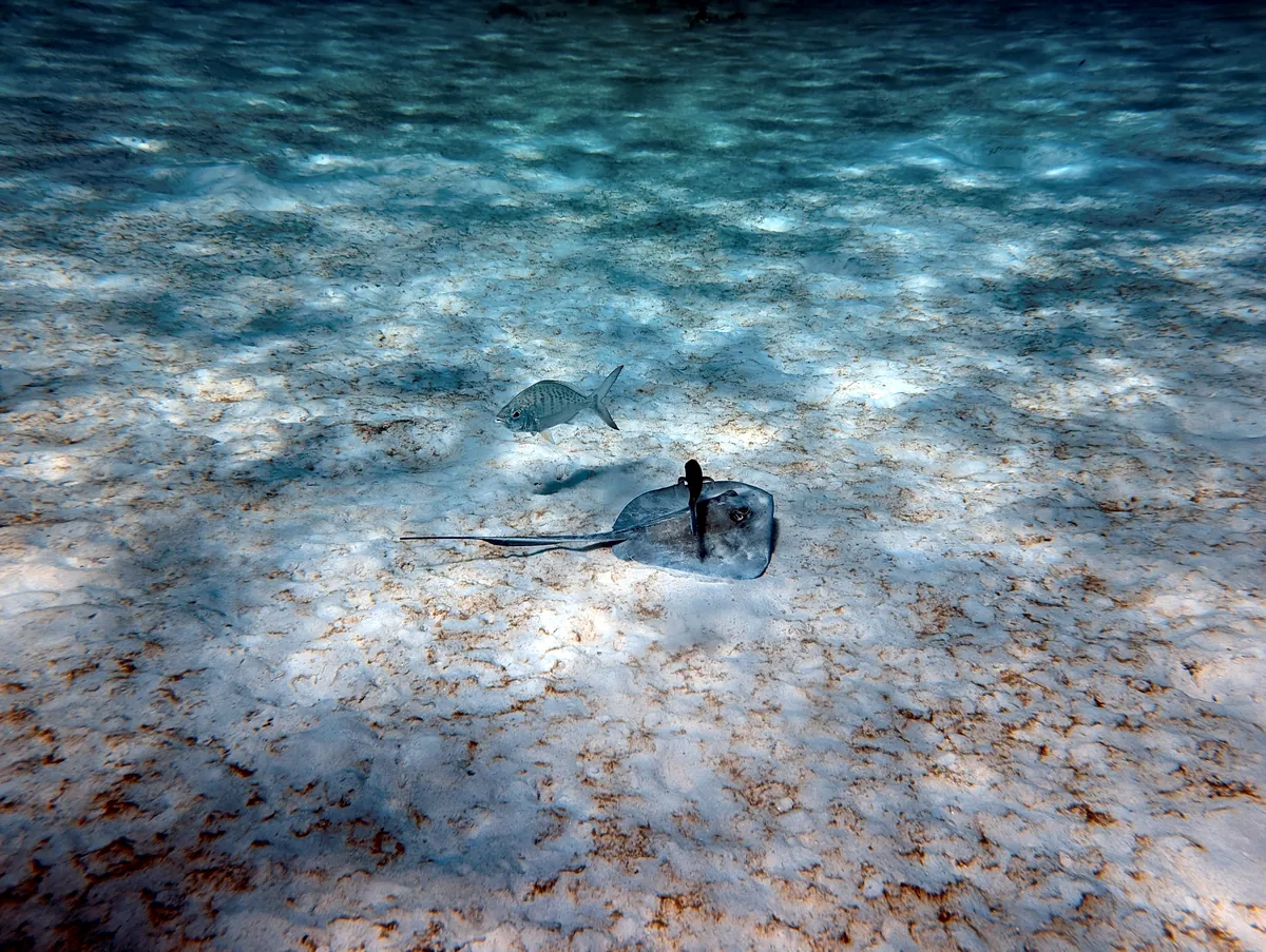 Southern Stingray