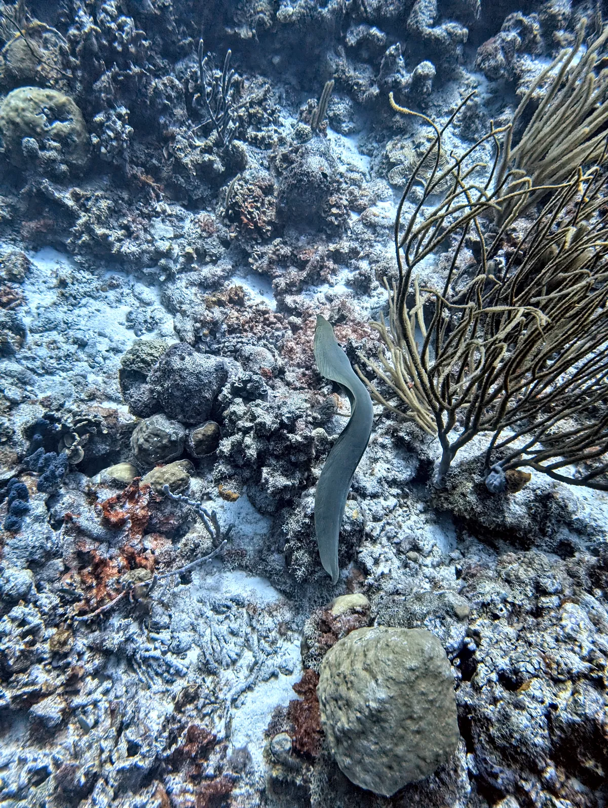 Green Moray