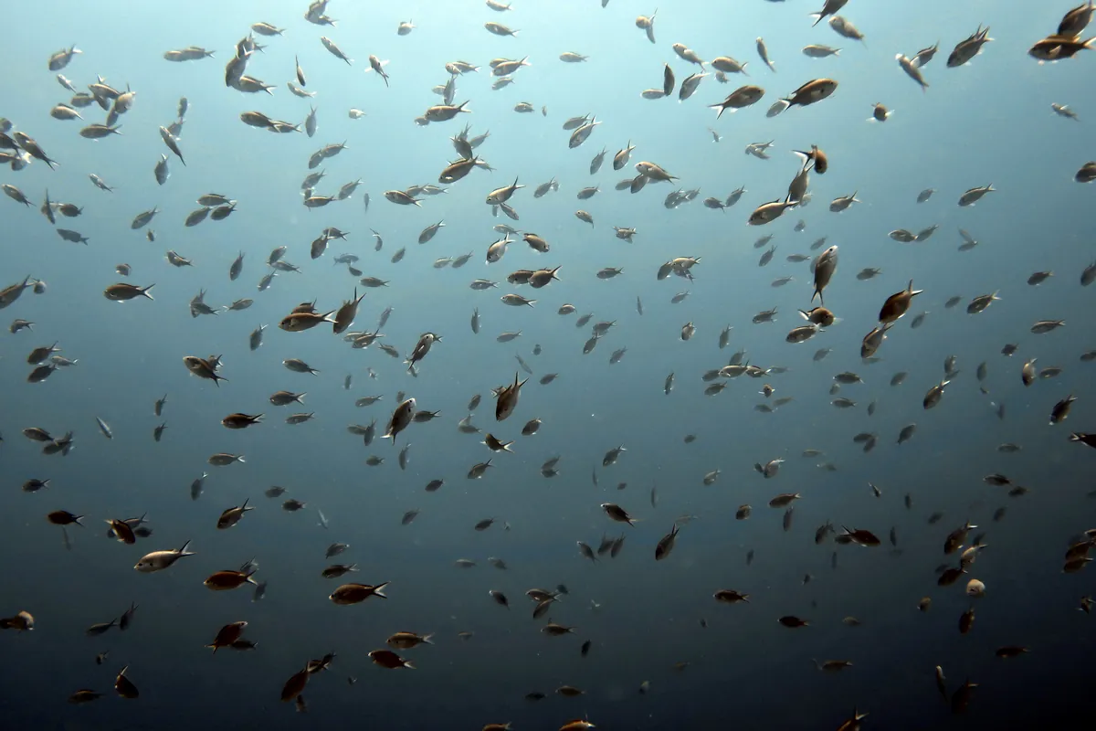 Brown Chromis