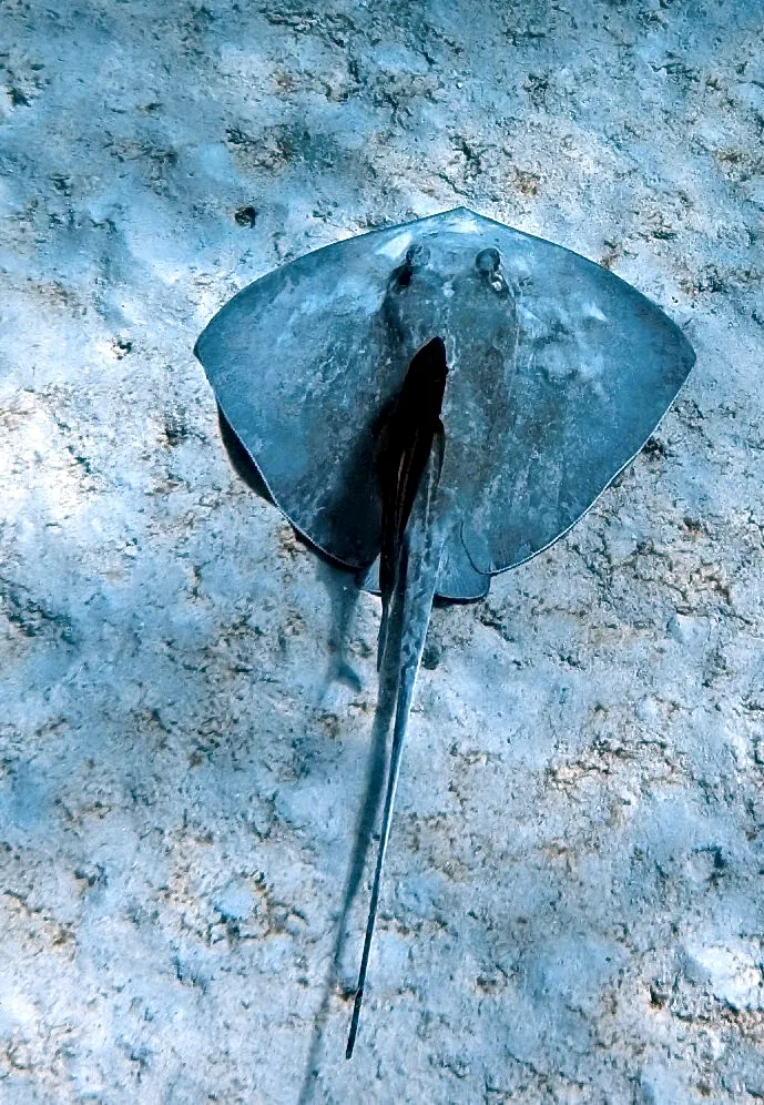 Southern Stingray