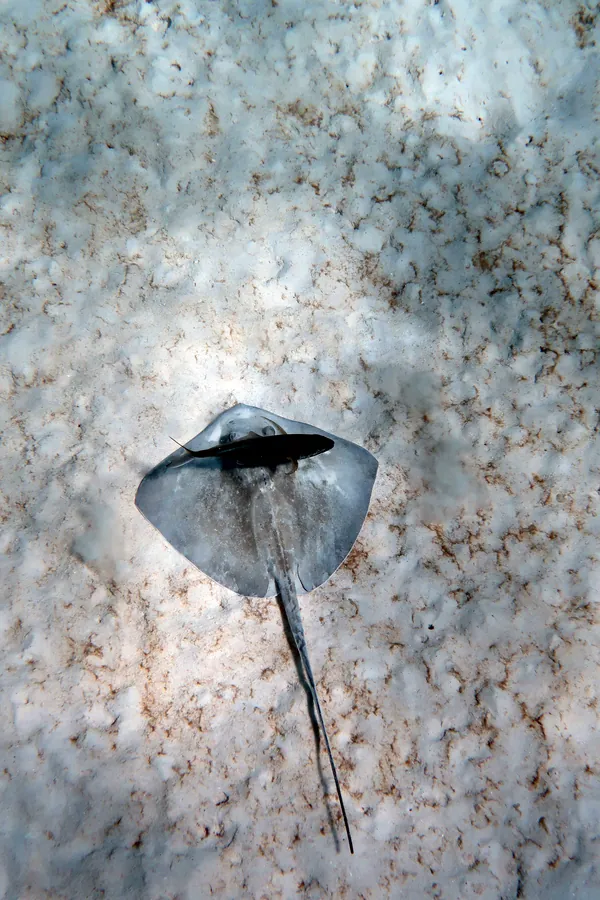 Southern Stingray
