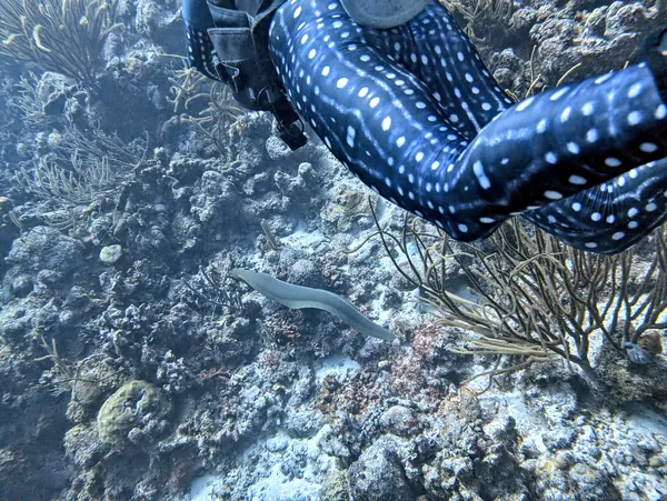 Green Moray