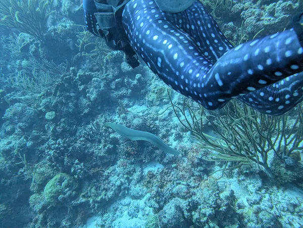 Original