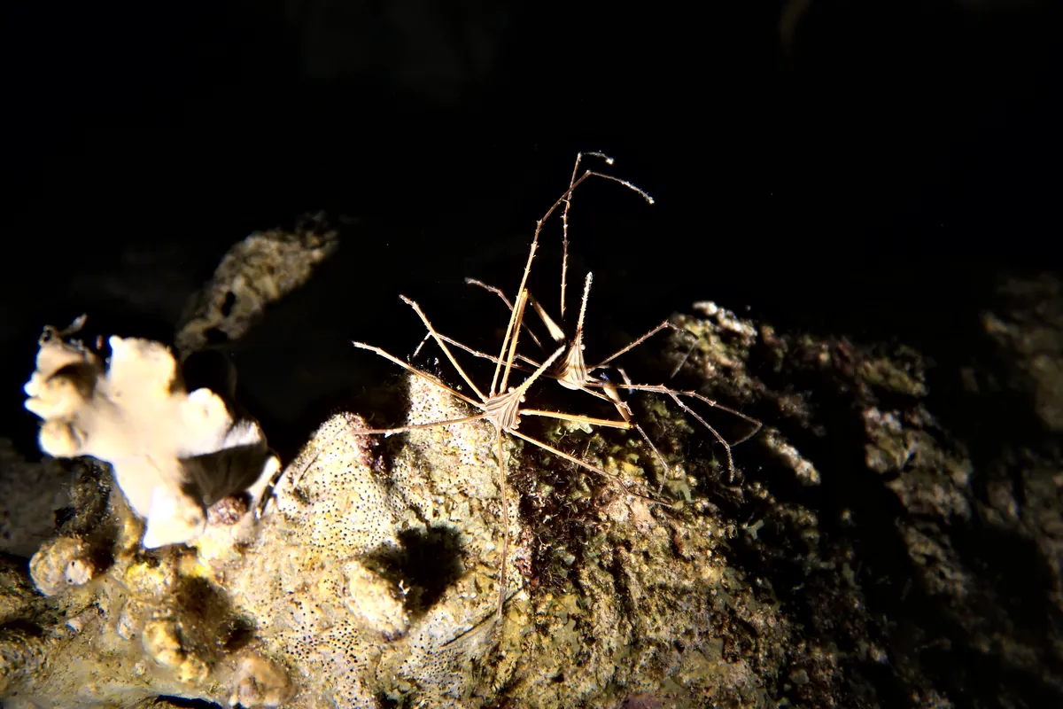 Yellowline Arrow Crab