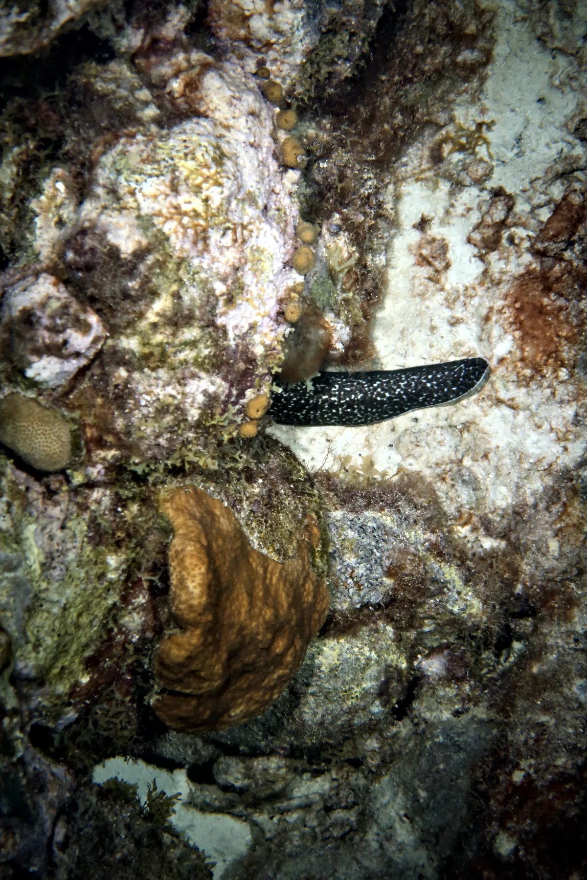 Spotted Moray