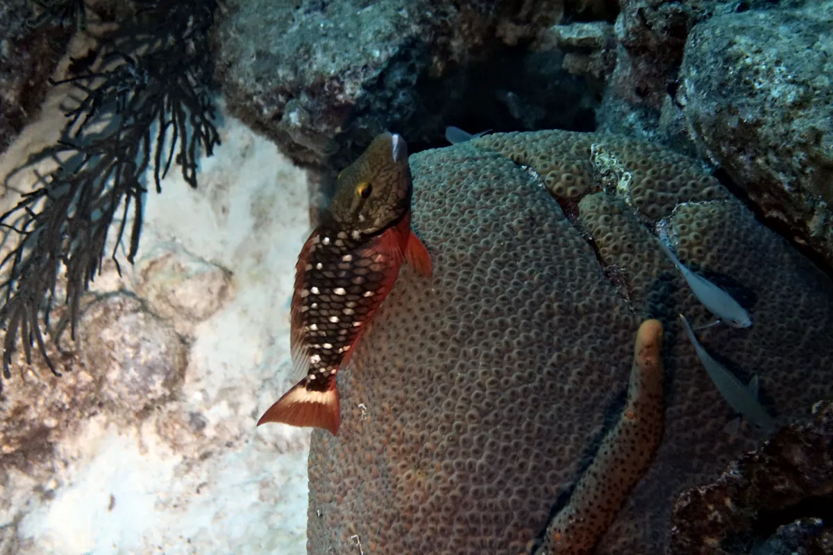 Stoplight Parrotfish