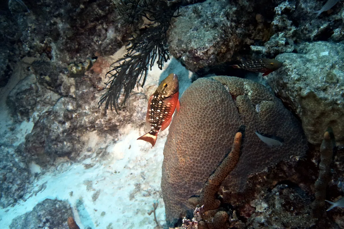 Stoplight Parrotfish