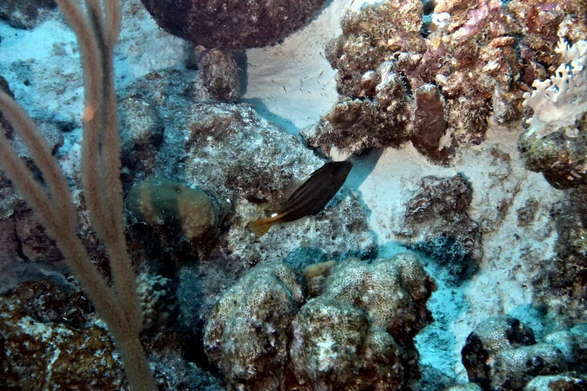 Orangespotted Filefish