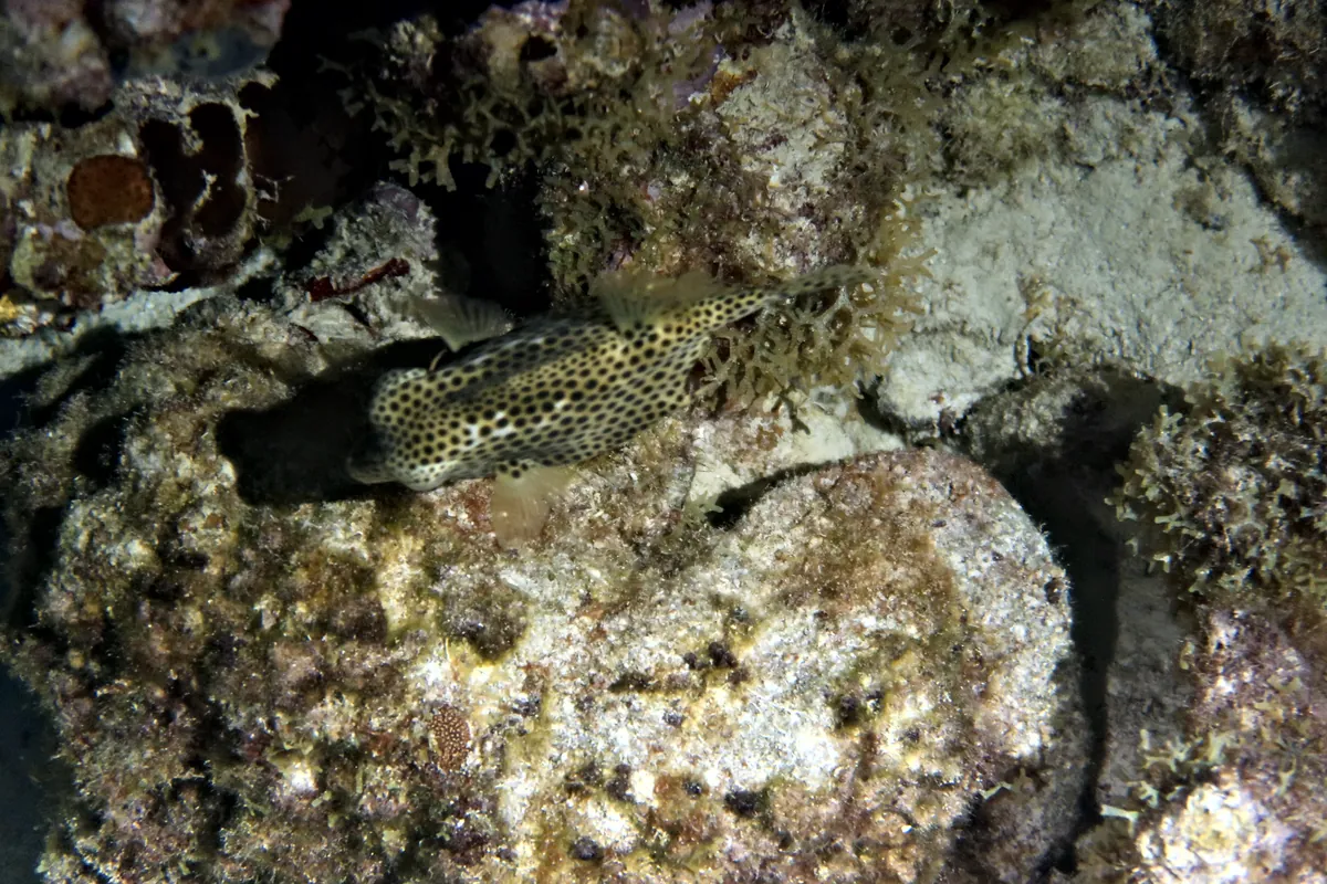 Spotted Trunkfish