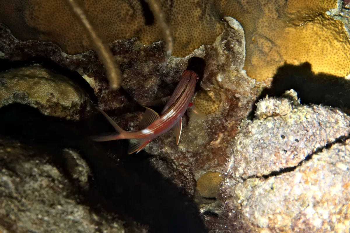 Longspine Squirrelfish
