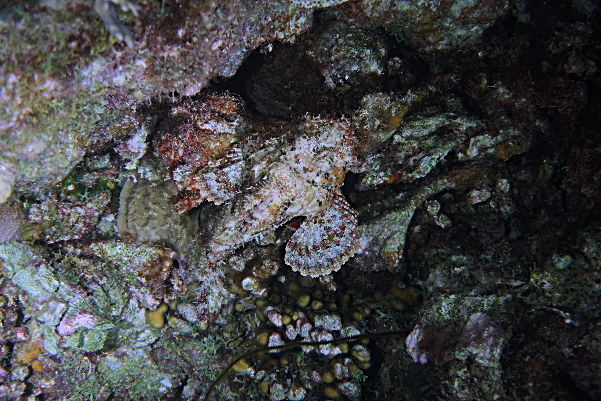 Spotted Scorpionfish