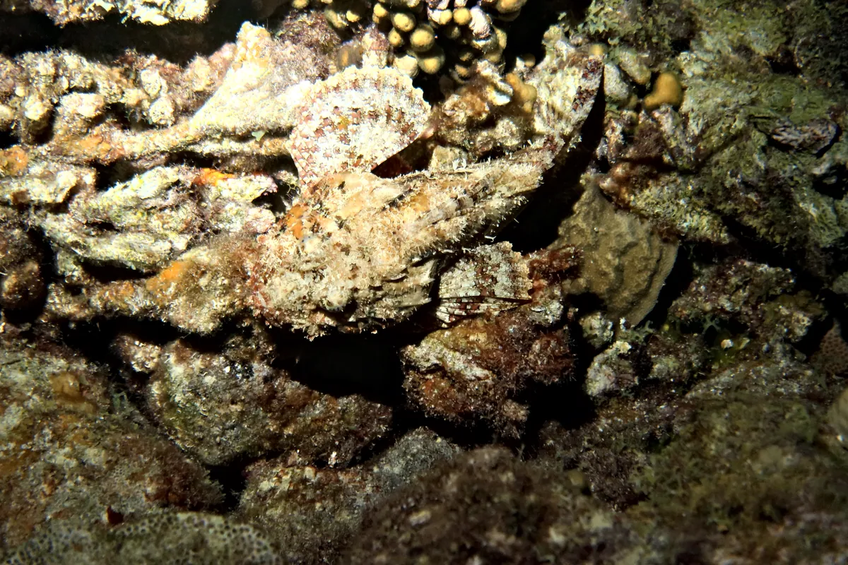 Spotted Scorpionfish