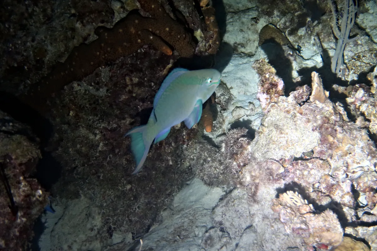 Queen Parrotfish