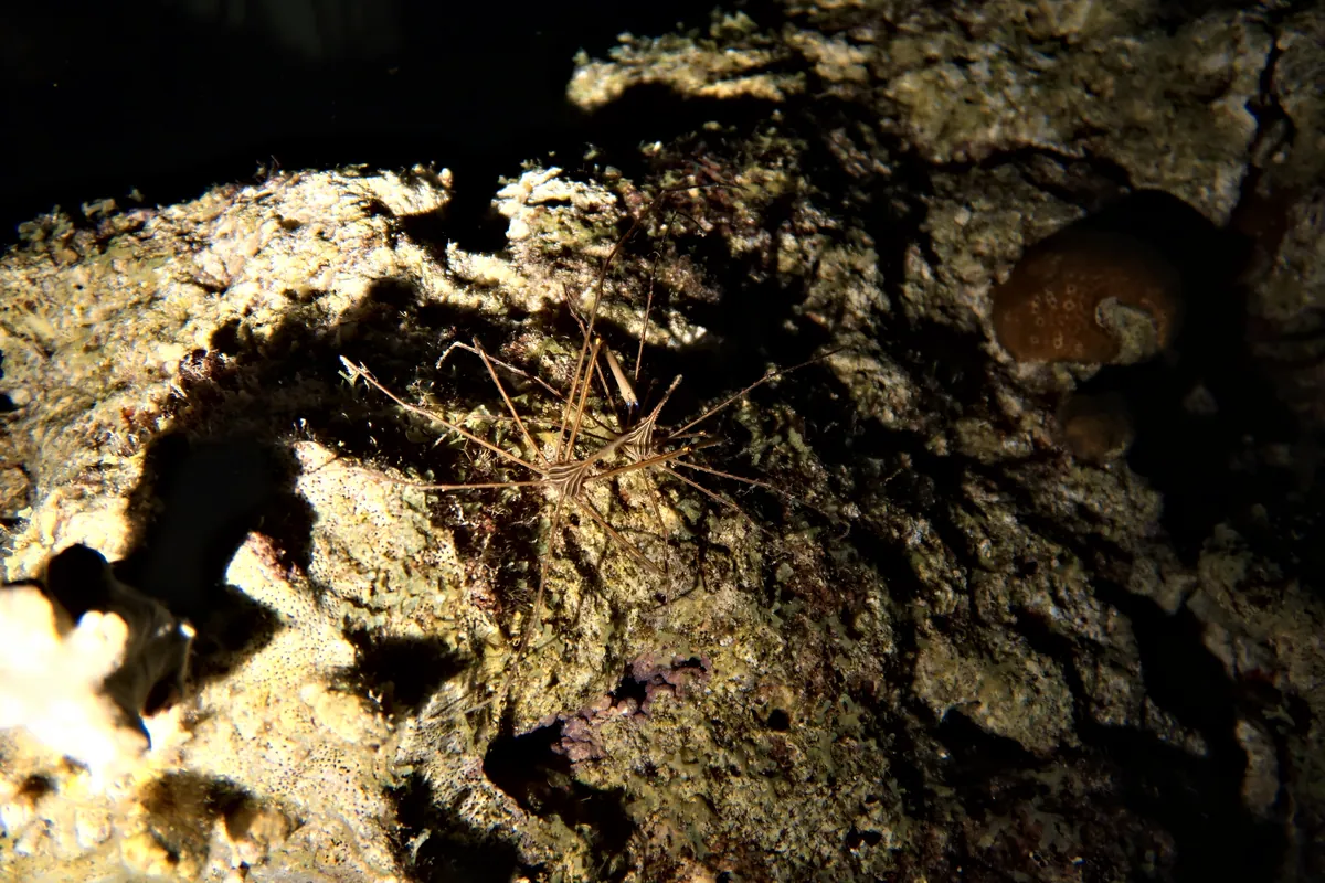 Yellowline Arrow Crab