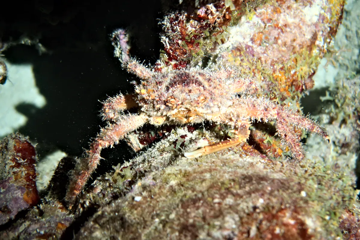 Channel Clinging Crab