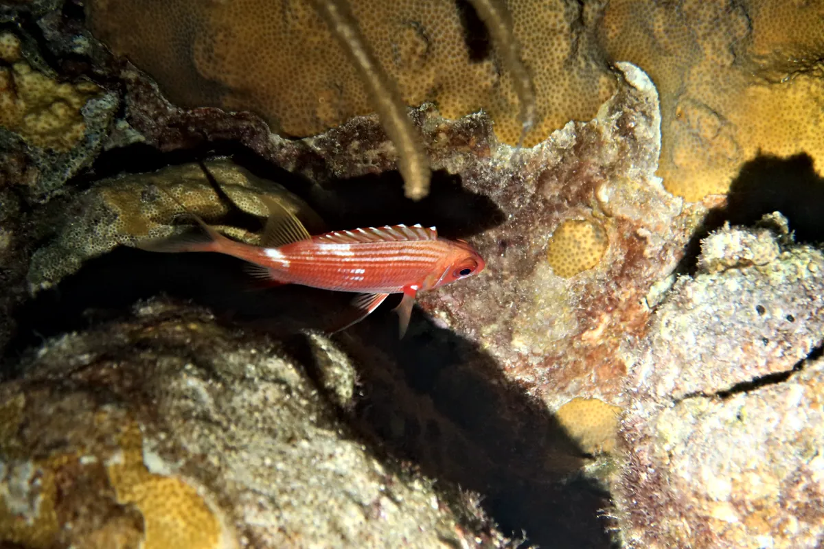 Longspine Squirrelfish