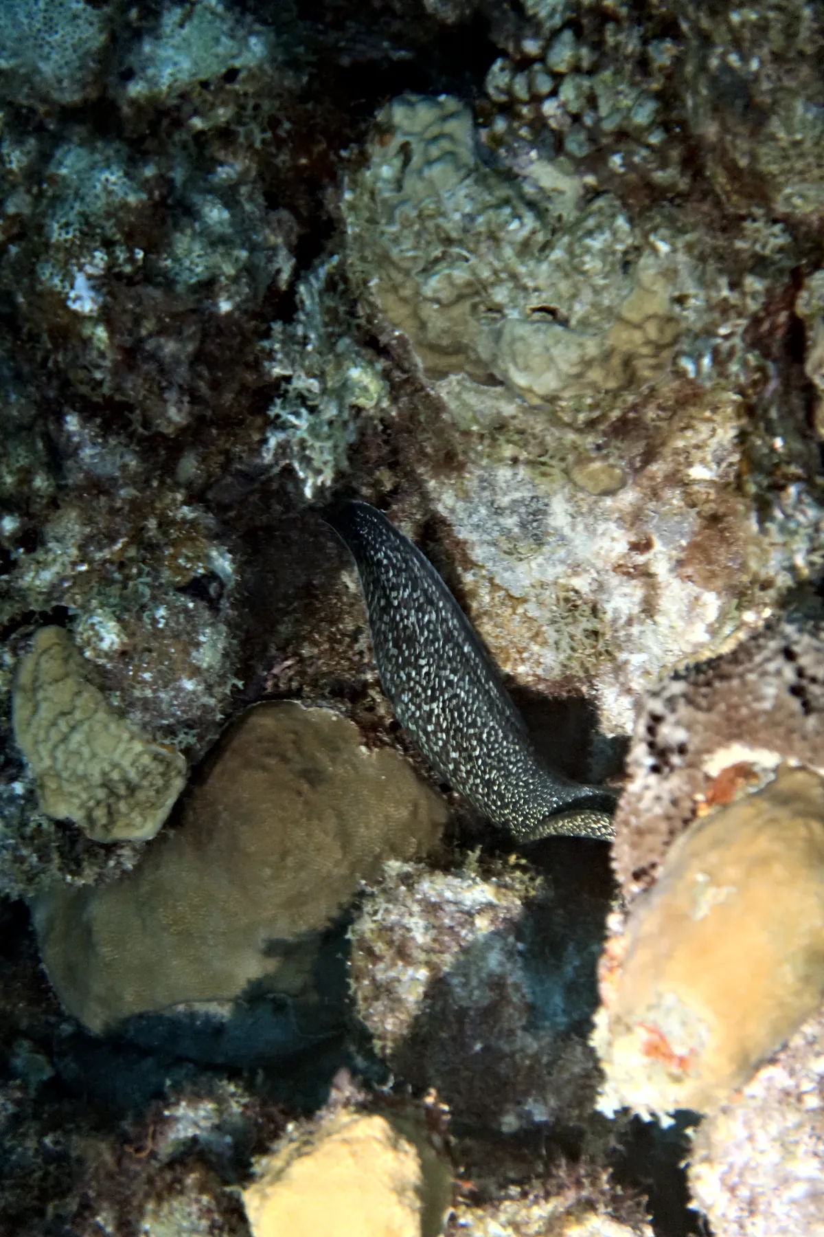 Spotted Moray