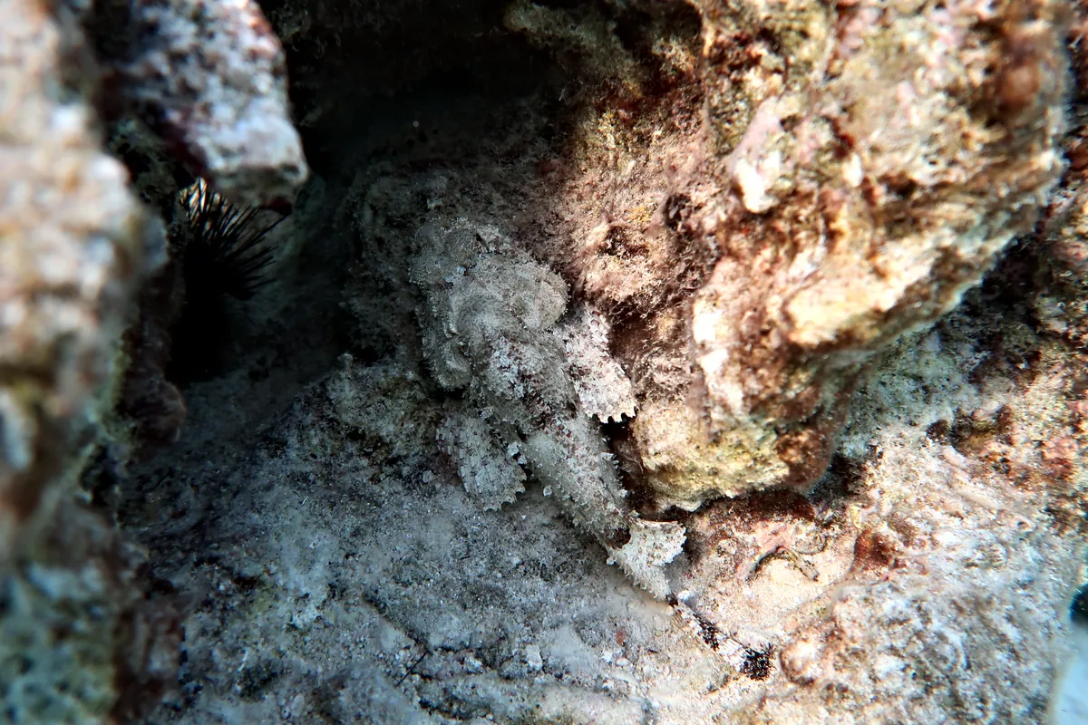 Spotted Scorpionfish