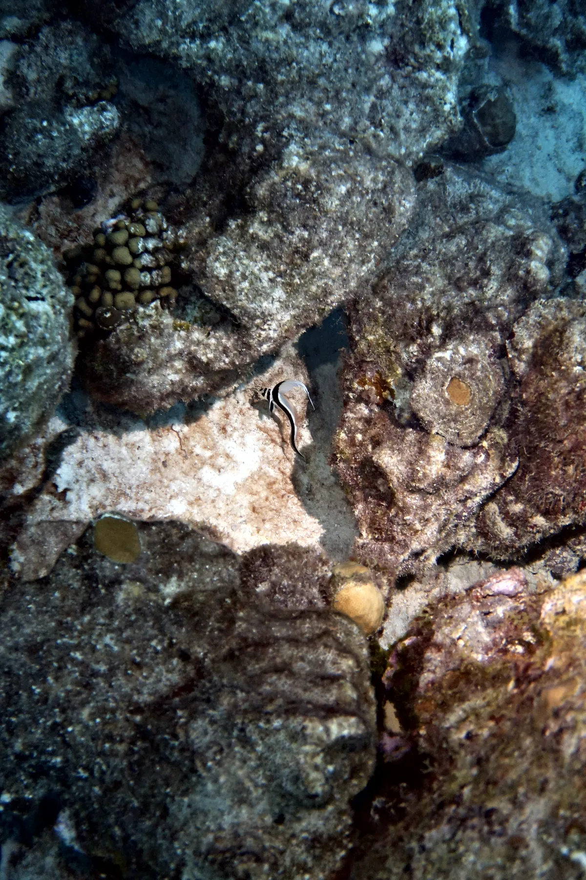 Spotted Drum