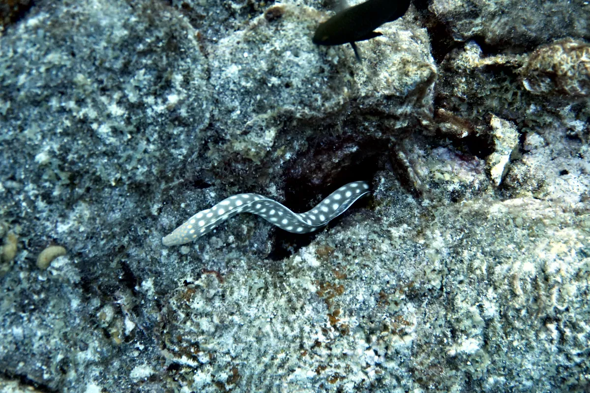 Sharptail Eel