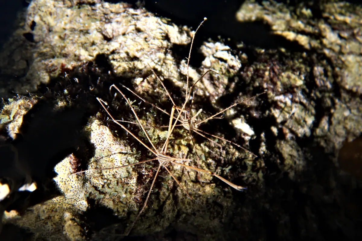Yellowline Arrow Crab