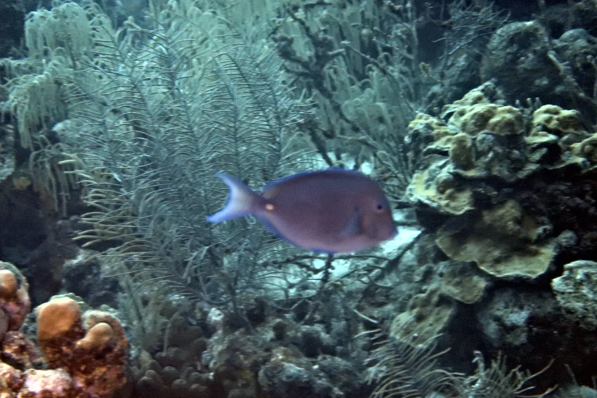 Blue Tang