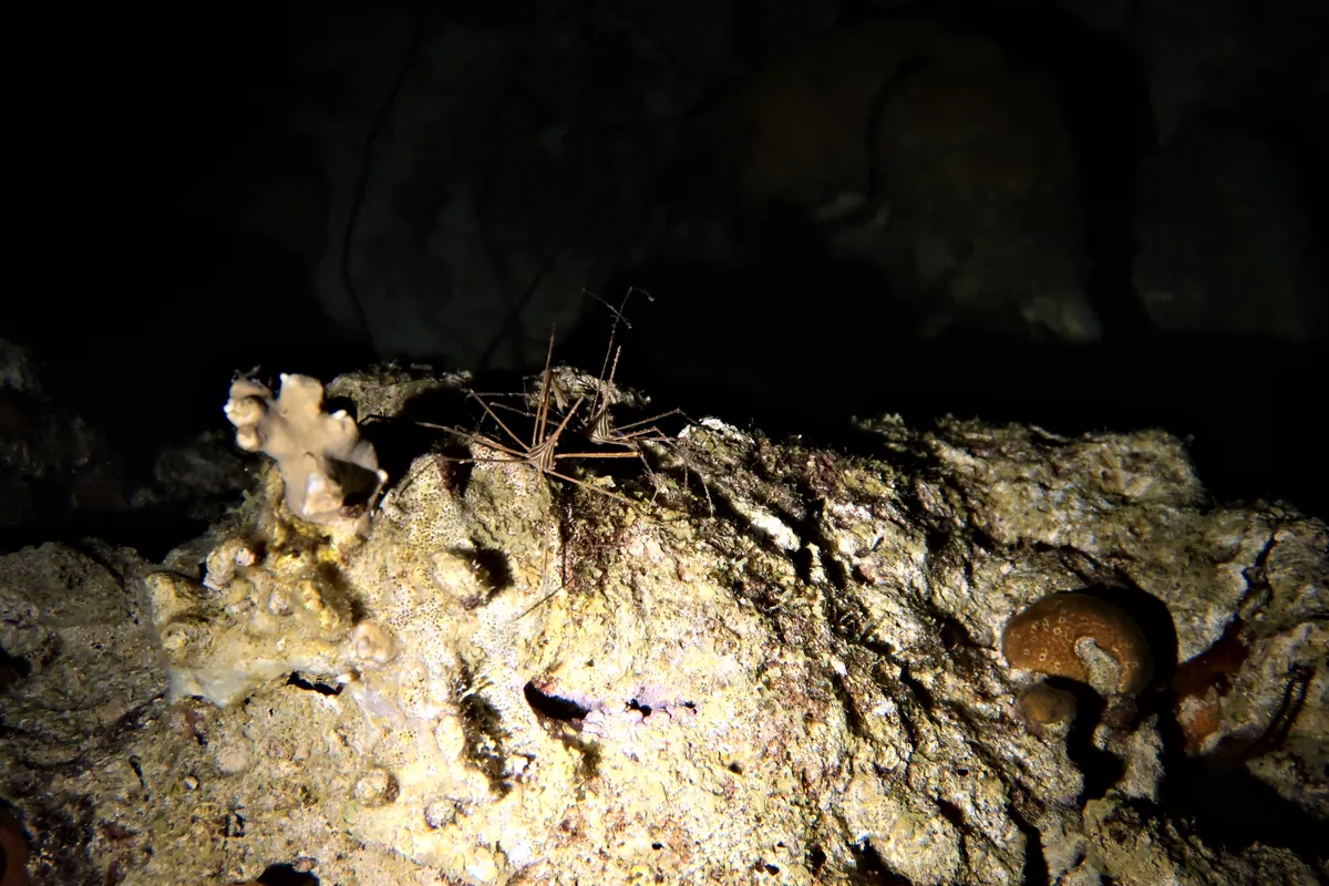 Yellowline Arrow Crab