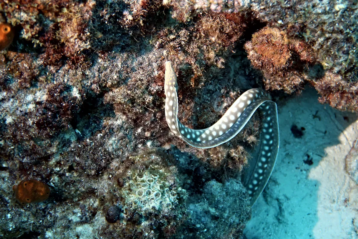 Sharptail Eel