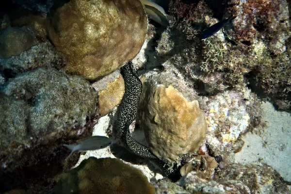 Spotted Moray