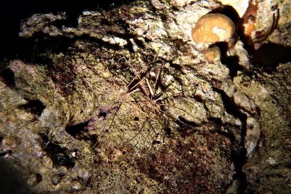 Yellowline Arrow Crab