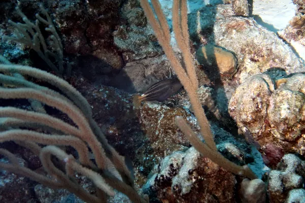 Hue Shift + Clarity (near)