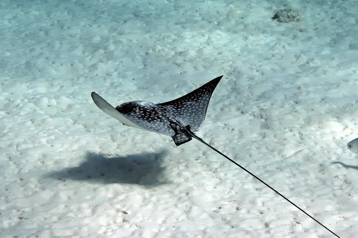 Spotted Eagle Ray