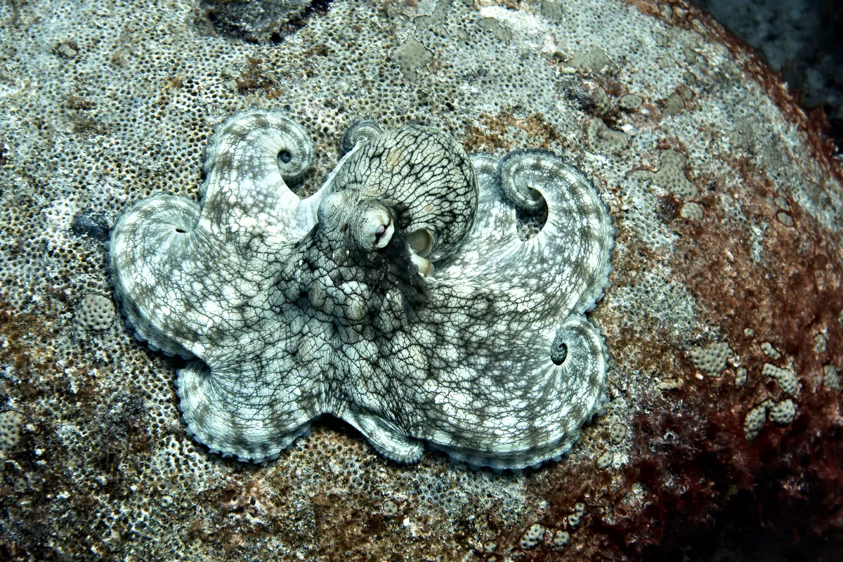 Caribbean Common Octopus