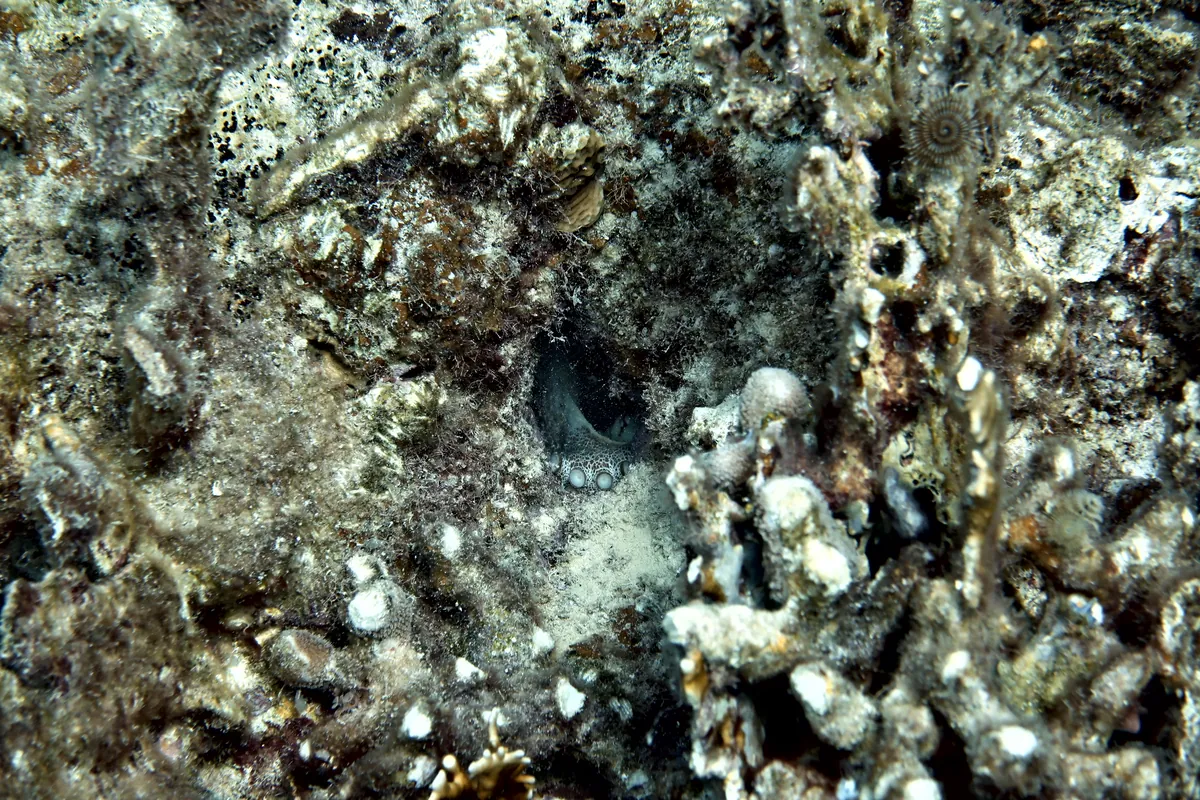 Caribbean Common Octopus