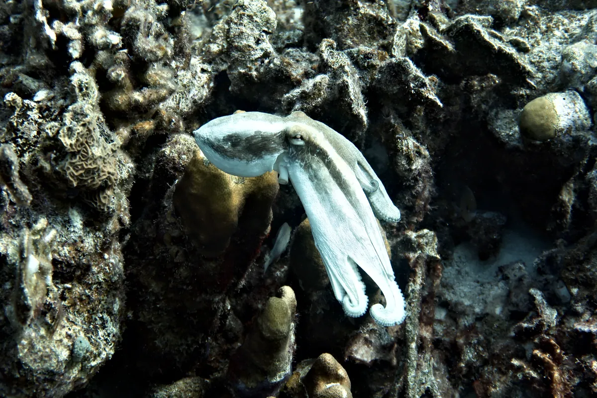 Caribbean Common Octopus