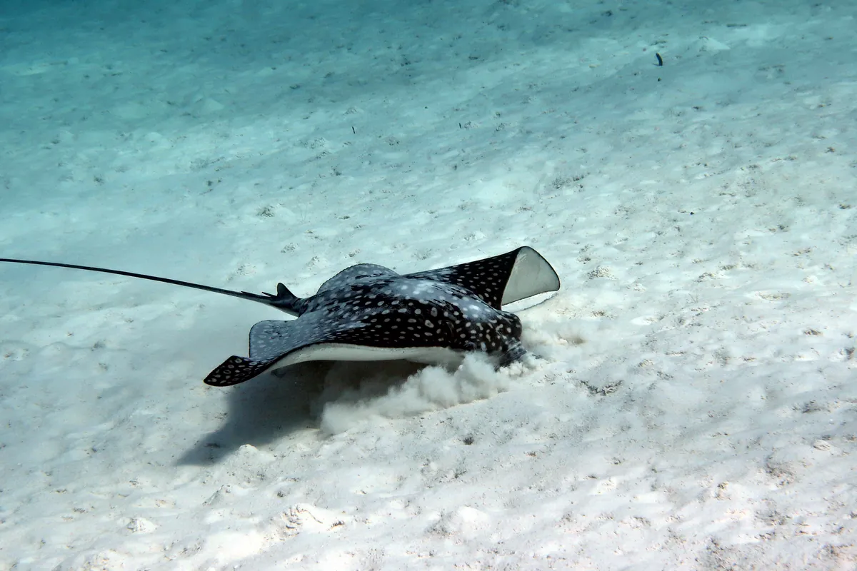 Spotted Eagle Ray