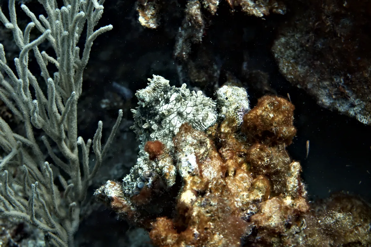 Caribbean Common Octopus
