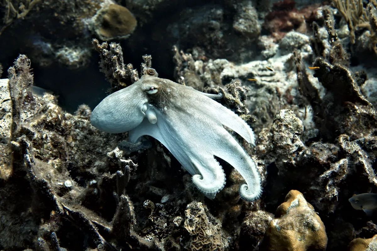 Caribbean Common Octopus