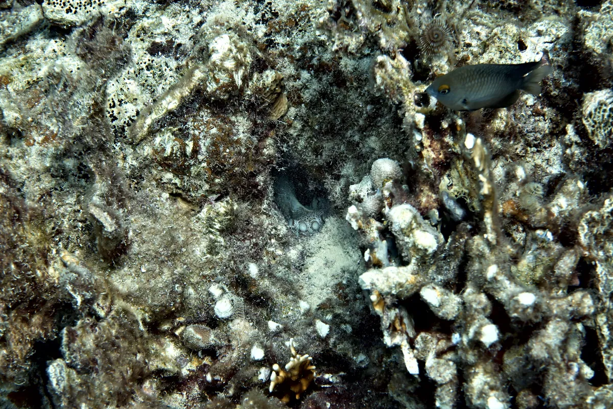Caribbean Common Octopus