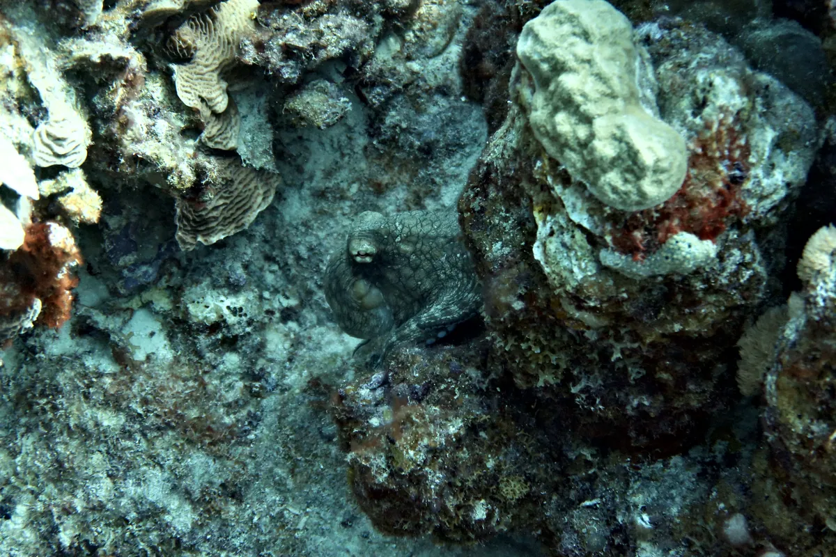 Caribbean Common Octopus