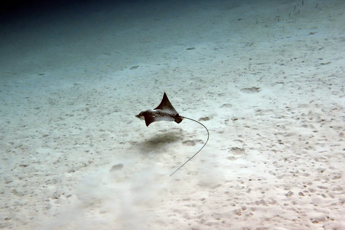 Spotted Eagle Ray
