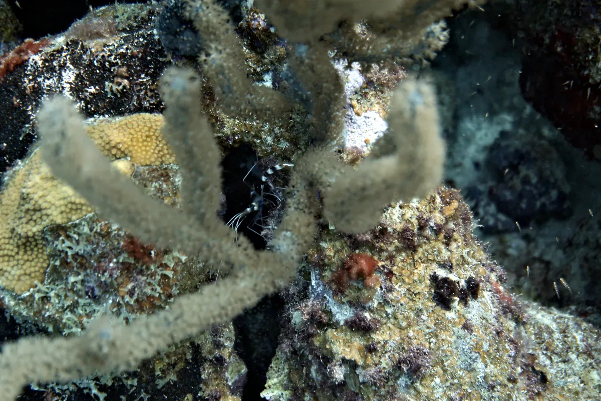 Banded Coral Shrimp