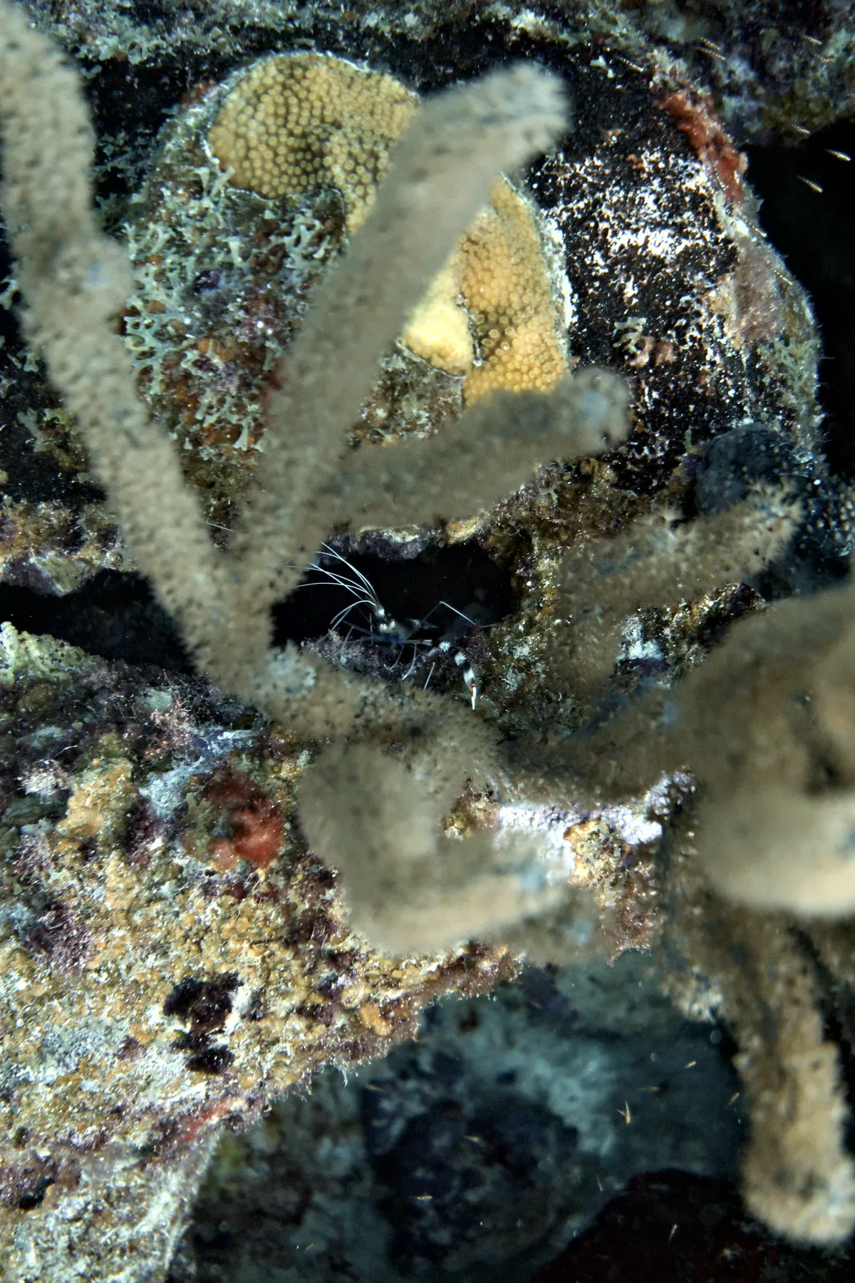 Banded Coral Shrimp