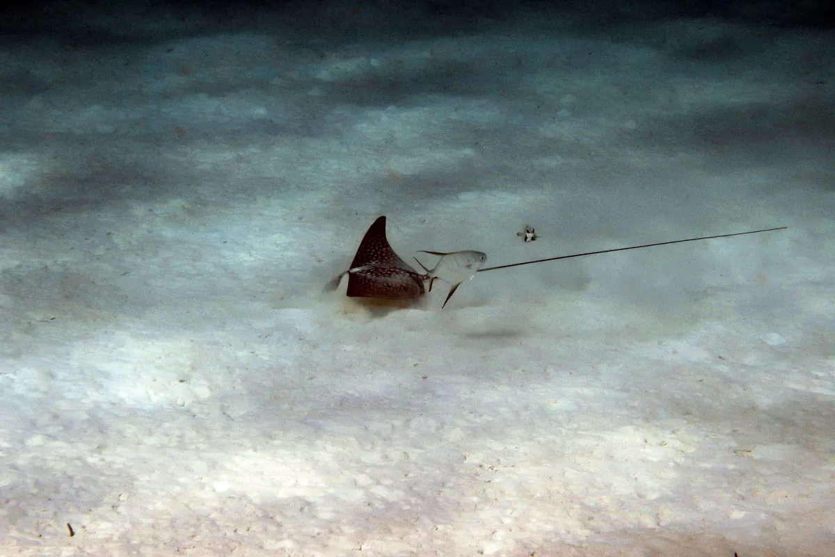 Spotted Eagle Ray