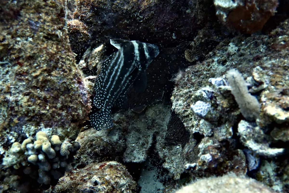 Spotted Drum