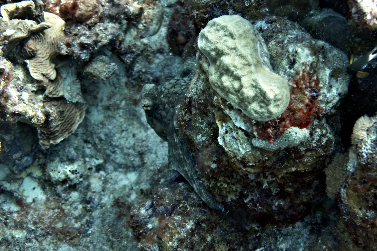 Caribbean Common Octopus