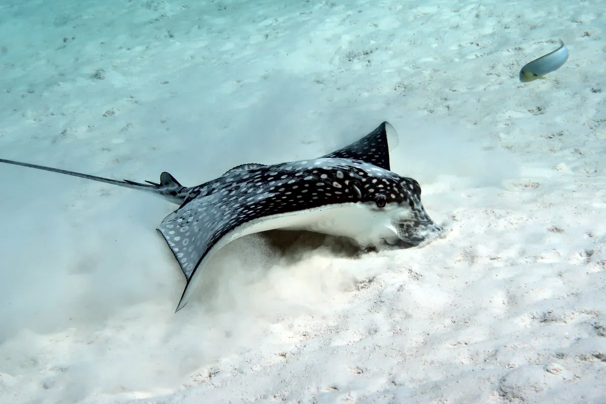 Spotted Eagle Ray