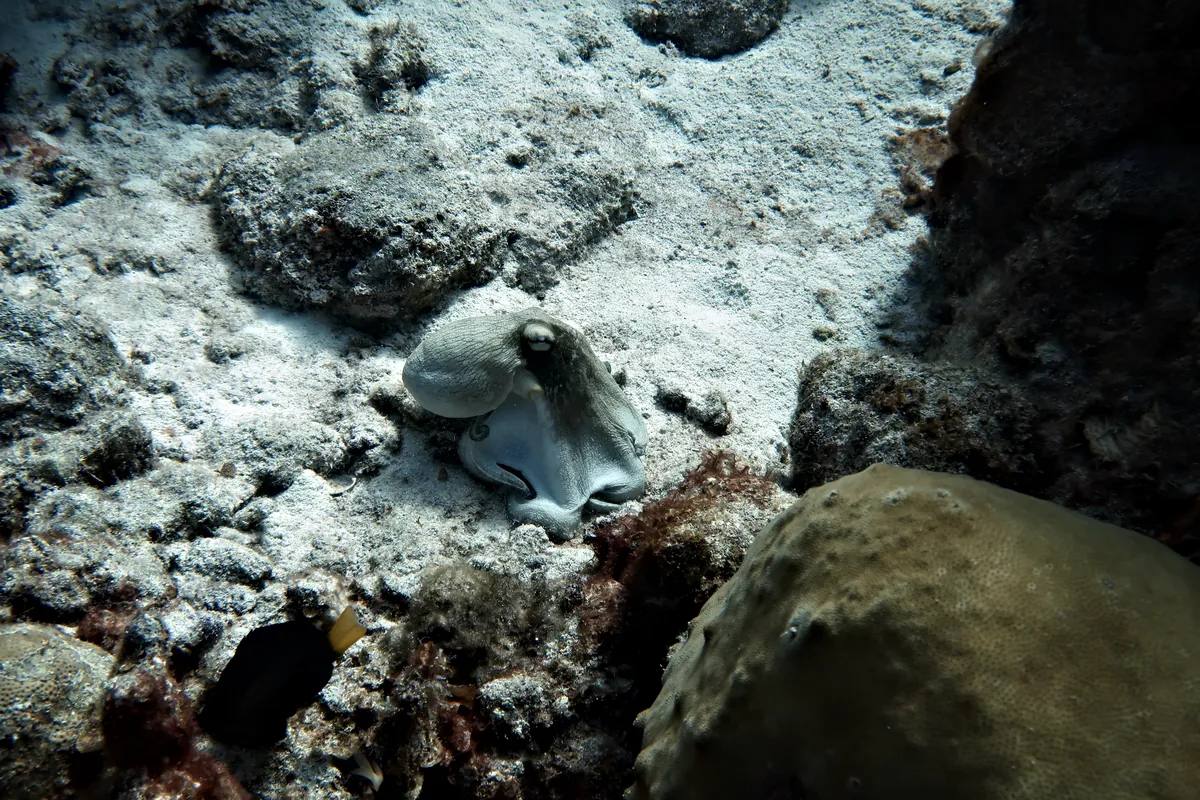 Caribbean Common Octopus